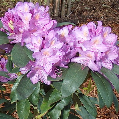  Rhododendron